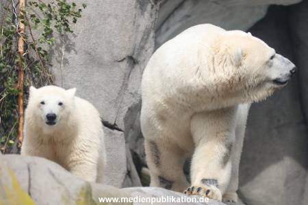 HagenbeckEisbär 07082023 117