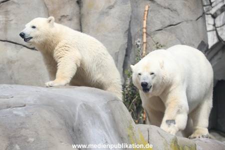 HagenbeckEisbär 07082023 118