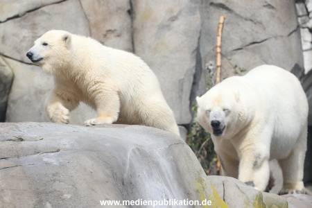 HagenbeckEisbär 07082023 119