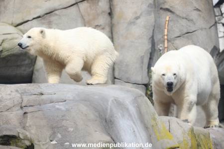 HagenbeckEisbär 07082023 120