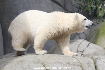 HagenbeckEisbär 07082023 121