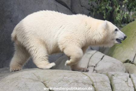HagenbeckEisbär 07082023 122