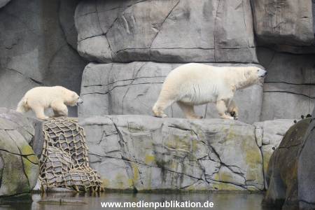 HagenbeckEisbär 07082023 123