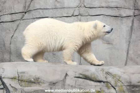 HagenbeckEisbär 07082023 125