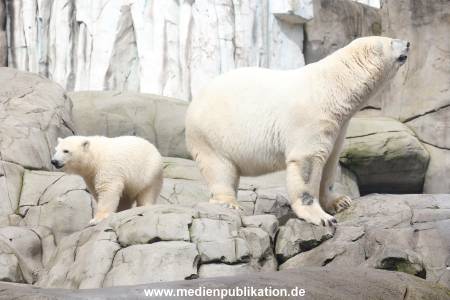 HagenbeckEisbär 07082023 126