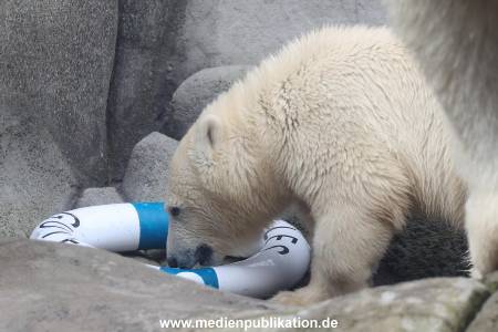 HagenbeckEisbär 07082023 128