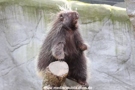 Hagenbeck 14042014 006