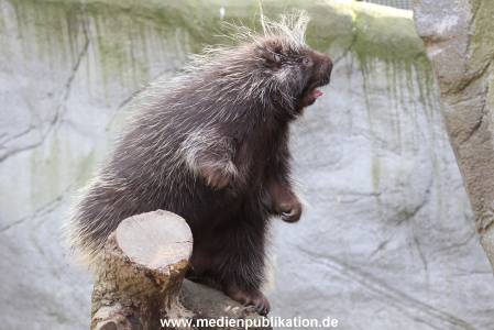 Hagenbeck 14042014 007