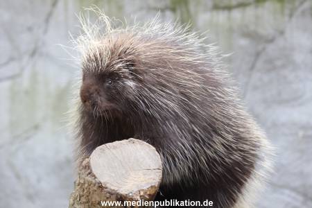 Hagenbeck 14042014 008