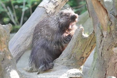Hagenbeck 21052014 030