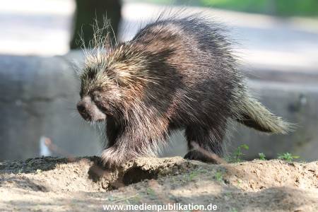 Zufälliges Pressefoto