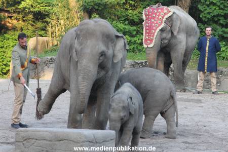 Hagenbeck Dschungelnacht 28052016 044