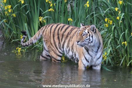 Hagenbeck Dschungelnacht 28052016 051
