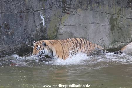 Hagenbeck Dschungelnacht 28052016 052