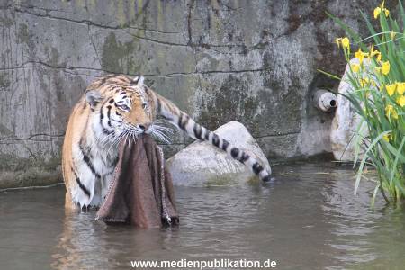 Hagenbeck Dschungelnacht 28052016 053