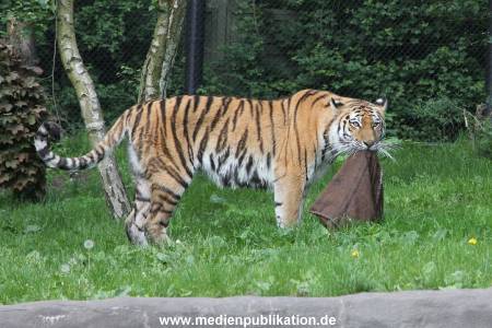 Hagenbeck Dschungelnacht 28052016 054