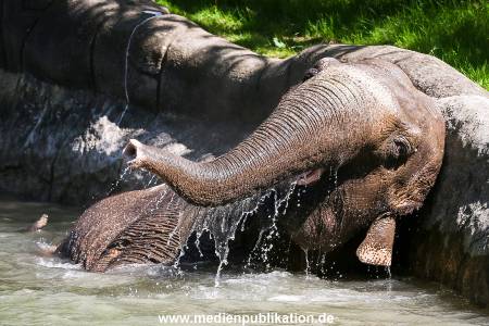 Hagenbeck 09052016 009