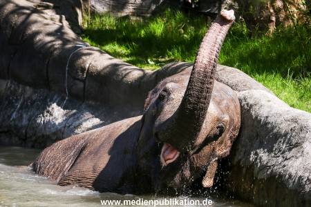 Hagenbeck 09052016 010