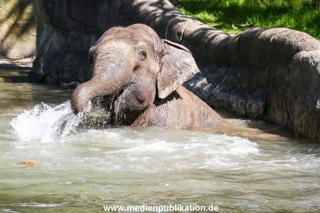 Hagenbeck 09052016 011