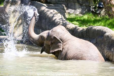 Hagenbeck 09052016 012