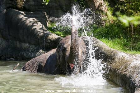 Hagenbeck 09052016 013