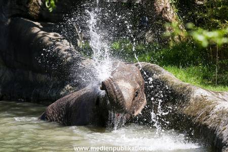 Hagenbeck 09052016 014