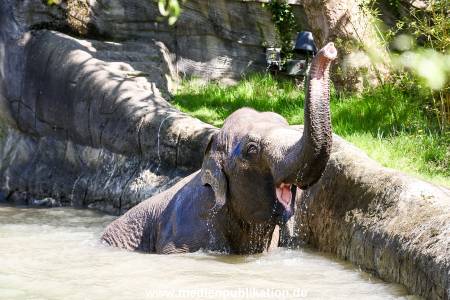 Hagenbeck 09052016 015