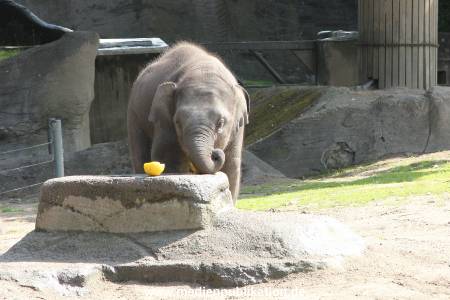 Hagenbeck 13072016 011