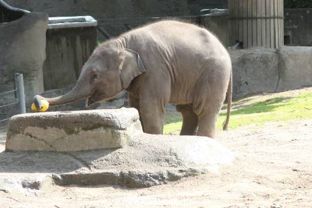 Hagenbeck 13072016 013