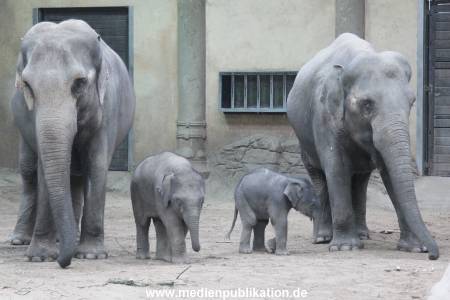 Hagenbeck Wendt 29012016 082