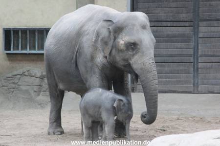 Hagenbeck Wendt 29012016 083