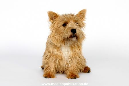 Zufälliges Pressefoto