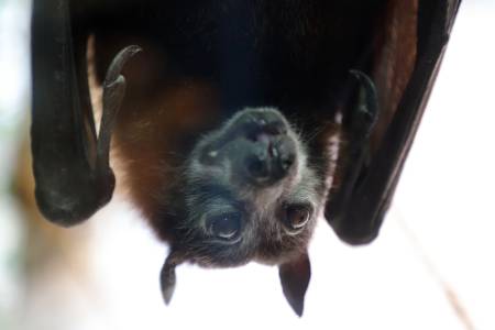 Tanz der Vampire Segeberg 26042024 001