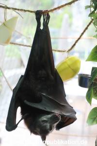 Tanz der Vampire Segeberg 26042024 002
