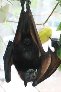 Tanz der Vampire Segeberg 26042024 003