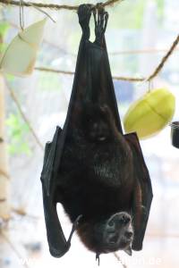 Tanz der Vampire Segeberg 26042024 004