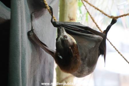 Tanz der Vampire Segeberg 26042024 013