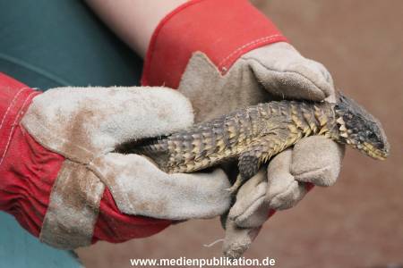 Hagenbeck Inventur 29122015 009