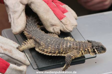 Hagenbeck Inventur 29122015 011