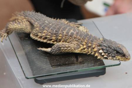 Hagenbeck Inventur 29122015 012