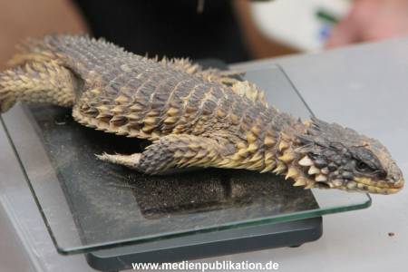 Hagenbeck Inventur 29122015 013