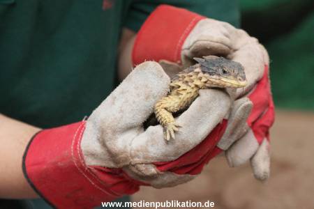 Hagenbeck Inventur 29122015 015