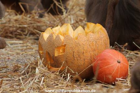 Hagenbeck Halloween 30102013 001