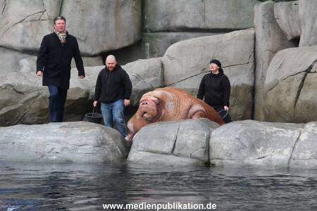 Hagenbeck26032013 037
