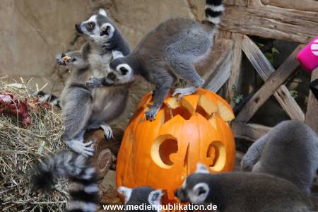 Hagenbeck 26102012 008