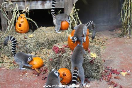 Hagenbeck 26102012 010