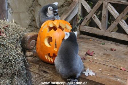 Hagenbeck 26102012 011