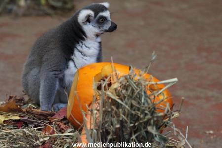 Hagenbeck 26102012 012