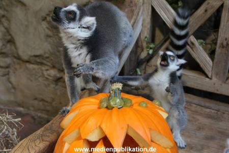 Hagenbeck 26102012 022