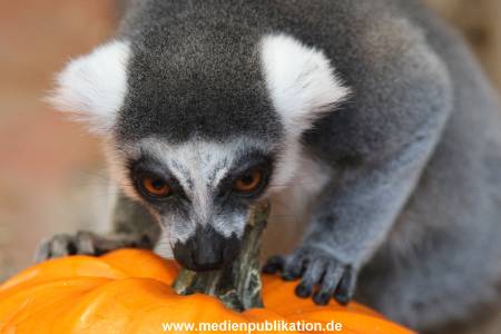 Hagenbeck 26102012 024